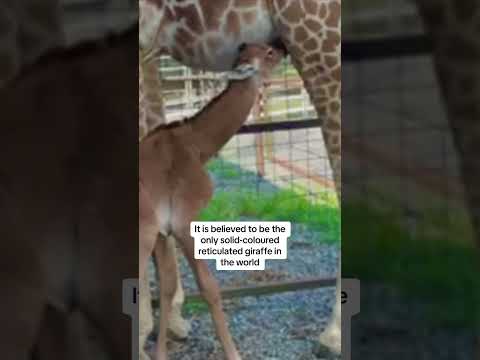 Tennessee zoo welcomes rare spotless giraffe