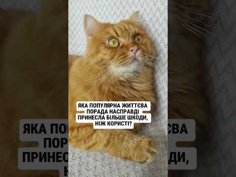 Поради #гумор #кітперсик #меми #shorts #cat