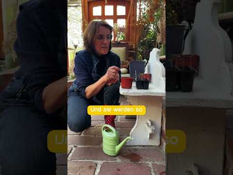 Jetzt Tomaten pikieren – so bekommst du kräftige Pflanzen! 🍅
