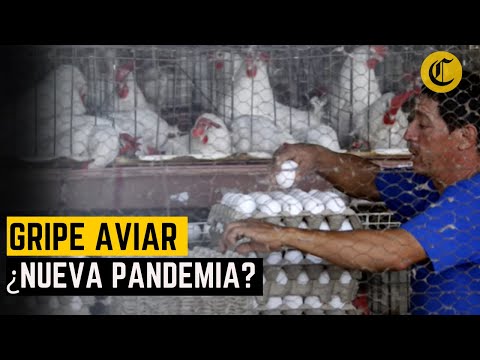 La pregunta del día: ¿La gripe aviar H10N3 podría desatar una nueva pandemia | El Comercio