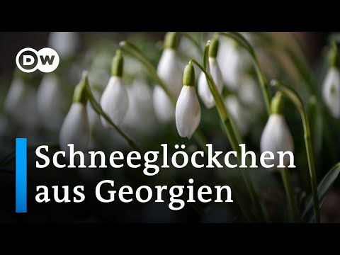 Schneeglöckchen – Zarte Blüten, hartes Geschäft | DW Reporter