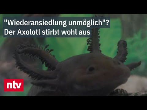 Axolotl stirbt aus - Mexiko kämpft um sein Maskottchen  | ntv