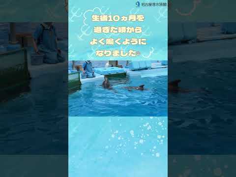 猫の動画サムネイル - 聞いて！ラッキーの鳴き声    #shots