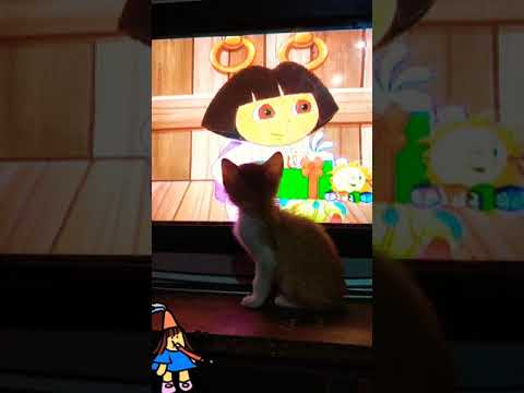 #Short's Ponni Kitten Watching Dora🐈