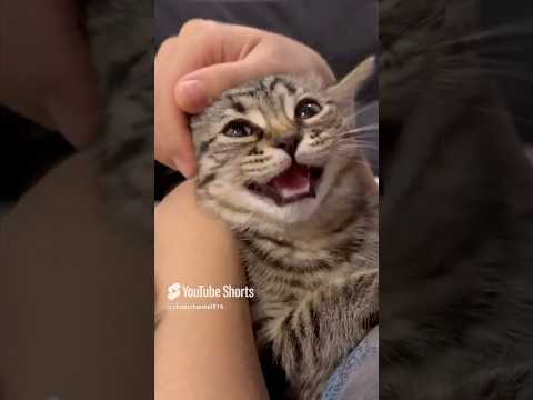 猫の動画サムネイル - スコティッシュの子猫が天使すぎる... #shorts #猫 #cat