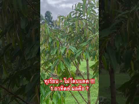 Aree Masoh vShare อารี มะโซะ วีแชร์ ทุเรียนไม่โดนแดด!!!1อาทิตย์ผลที่ได้คือ Aree Masoh vShare อารี มะโซะ วีแชร์ ทุเรียนไม่โดนแดด!!!1อาทิตย์ผลที่ได้คือ