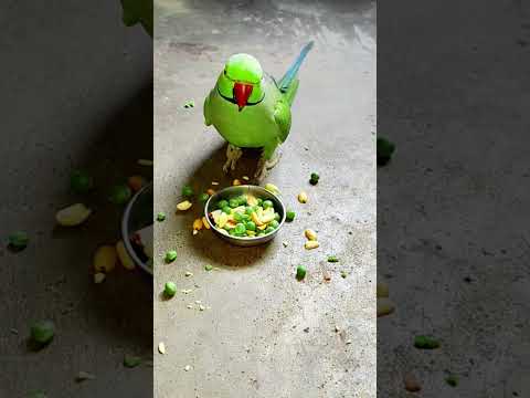 very angry 😡 parrot mithu 💚🦜🌿 #talkingparot #petbird #funny #angryparrot #shortvideo #viralshort