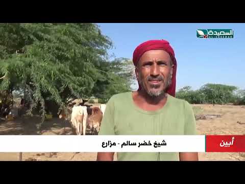 إقبال واسع على زراعة السمسم في أبين.. الذهب الأبيض يعود!