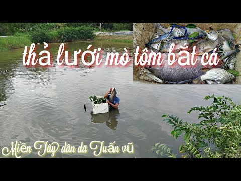 Mò tôm càng - thả lưới bắt cá/catch shrimp and fish/#mientaydandatuanvu