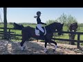 Dressage horse Bloedmooi Sportpaard met veel potentie