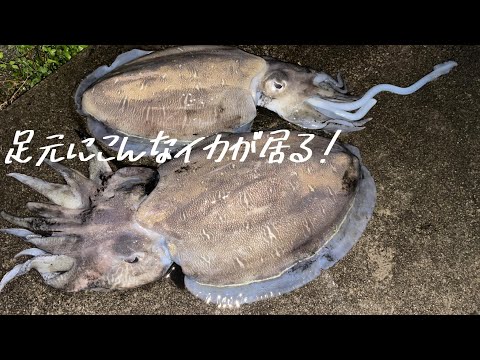 【エギング】こんなタイミングで　こんな場所を狙えば簡単お手軽に巨大なイカが釣れちゃいます＠釣りに行こうか