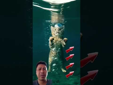 poor cat 🥺😭 please don't leave me😿 #cat #catlovers #catvideos #animalintelligence #lovecats #lovecat