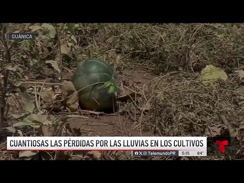 Agricultores sufren millonarias pérdidas por las lluvias