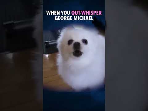 Careless Bork #memes #dogs #georgemichael