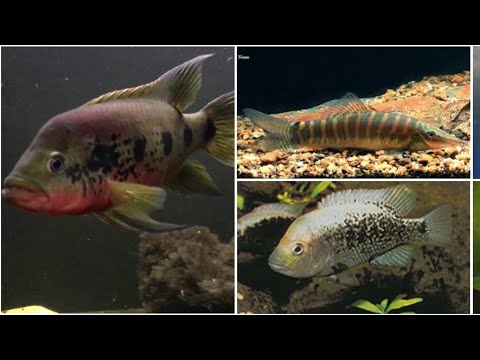 My Top 5 Most Wanted Fish! 