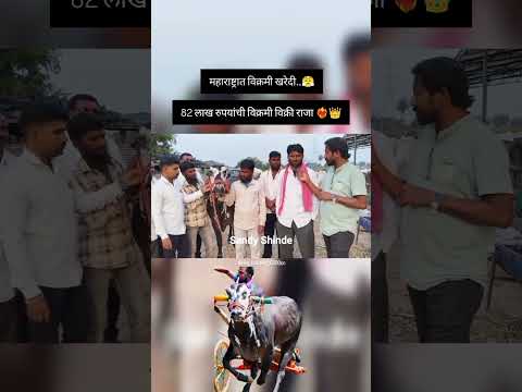 | महाराष्ट्र्रातील विक्रमी विक्री | तब्बल 83 लाख 😲| #bailgada #baliraja #bailgadasharyat