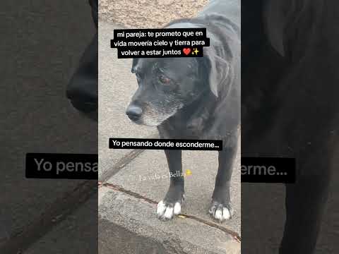 Que vida más perra llevo😂🐾#perros #pareja #juntos #memesviral #esconder #perros#animalshorts #dog