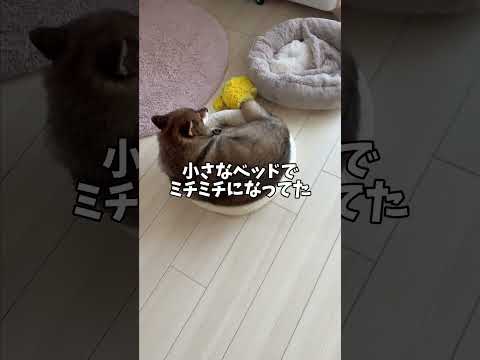 無茶をする柴犬の動画で癒しと笑いを楽しもう サムネイル