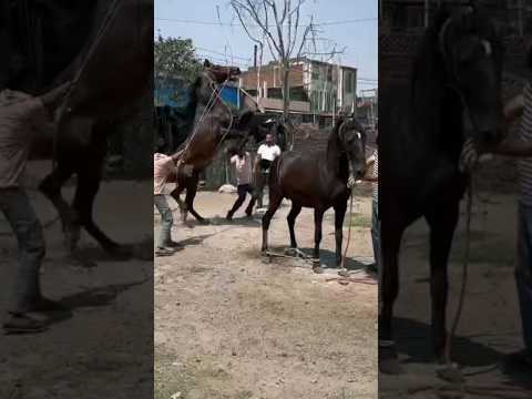 horse covering #animals #shorts #horse #horselover #trending #horseriding #ghoda #ghodi #गर्भाधान