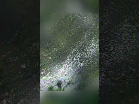 Hàng cổ thụ như cánh cổng chào đón bất cứ ai đi ngang qua gần làng chài Ninh Vân #cây #tamsucungcon