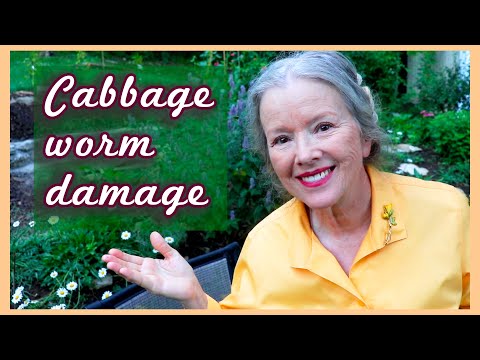 ALL ABOUT the CABBAGE WORM, Protecting Brassicas! Bee Balm, Borage!