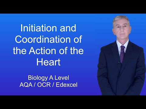 A Level Biology Revision “Initiation and Coordination of the Action of the Heart”