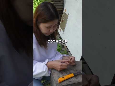 完全犯罪!?消えた三女の謎 四女と五女が同居生活! 〜開放巣密着17日目〜 #ニホンミツバチ #開放巣 #昆虫観察