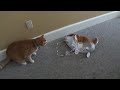 Bert the Cat vs Cat Balloon
