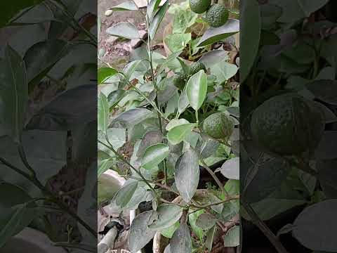 Citrus amblycarpa/lime#fruit #limegreen #citrus