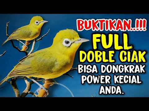 Full Ciak Doble Kecial Kuning Bisa Dongkrak Power Kecial Kuning 99% Ampuh | PEPADU KECIAL