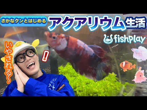 【FISHPLAY】アクアリウムを始めるならさかなクンのおすすめはこちら!