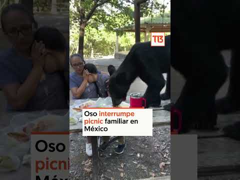Oso interrumpe picnic familiar en México