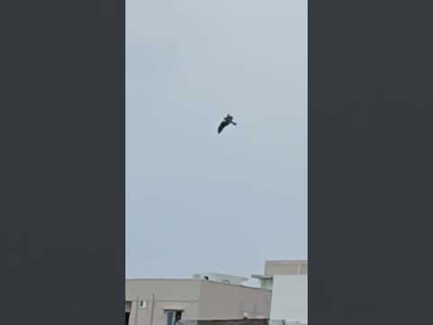 mng view #shorts @nirmal videos