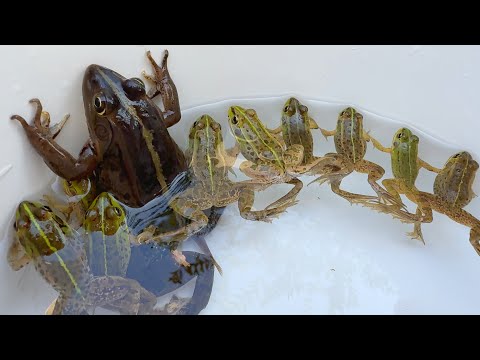 田舎の綺麗なカエルを捕獲【ガサガサ】殿様蛙