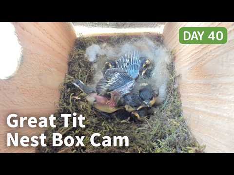 [Day 40] シジュウカラ巣箱 4K Live: 生後11日、羽根の「開花」始まる | Great Tit Nest Box Cam