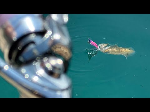 【エギング6Days】確定でアオリイカが釣れる潮のタイミングがあるらしい・・・