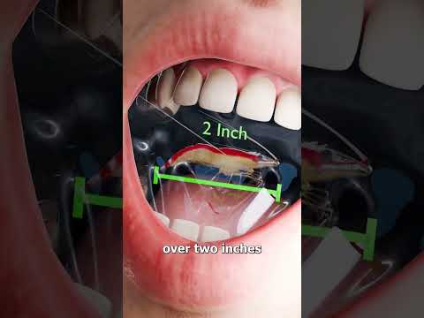 Can You Use Shrimp To Clean Your Teeth 😬