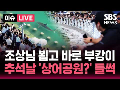 🔴<strong>LIVE</strong> 추석연휴 부산 친수공원 북적..상어 '부캉이' 보러 하루 10만명 / <strong>SBS</strong> 실시간 라이브