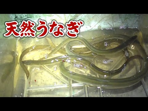 うなぎ釣れ過ぎる…けどッ!【ウナギ釣り】【リメイク】