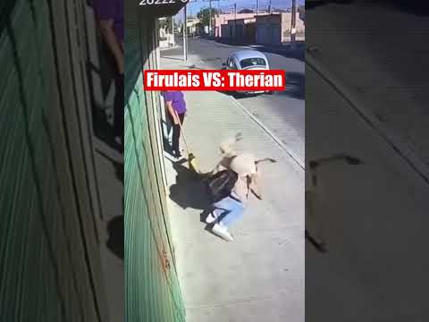 VIRAL 🐕‍🦺🌀 Firulais vs Therian. ¿A quién le vas?