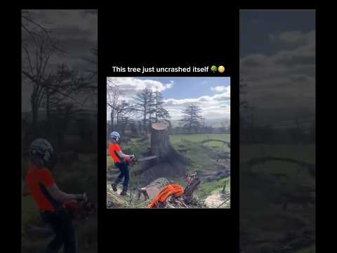 This tree just uncrashed itself 🌳😳 #shorts