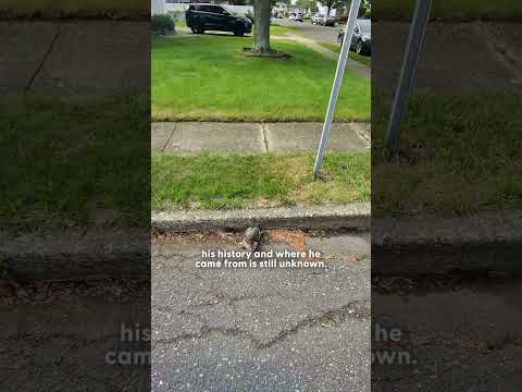 Guy Keeps Saving Animals Until There's One He Can't Part With | The Dodo