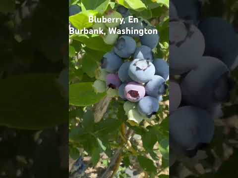 Ya mero se llega la pizca, De La Bluberry, En Burbank Washington
