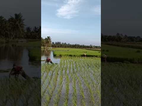 🌺cách cấy lúa theo kiểu truyền thống, ở sóc Trăng 🌺