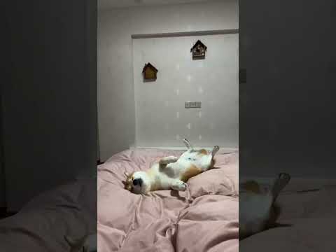 睡床上最舒服了～柴犬 狗狗 poster