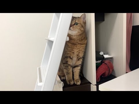 あまりにもかくれんぼが下手すぎる猫がこちらです。