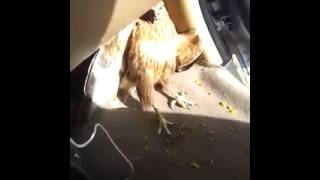 فيديو..مواطن مشغله طير رافض ينزل من السيارة!