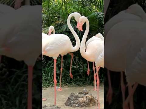 lovebirds💖✨️💖#lovebirds#animals#birds