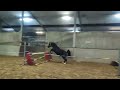 Recreatie pony	 Mooi gitzwart B-pony merrietje BRP 10 jaar