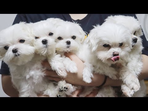 강아지 다섯 마리 양치질하기!